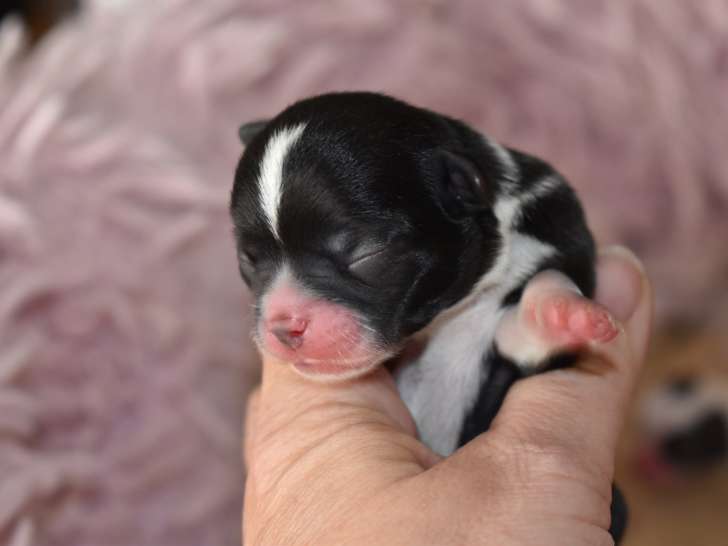 Sublime mâle Chihuahua avec pedigree à vendre