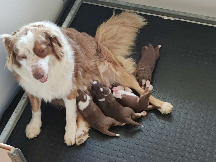 Chiots Berger Australien rouges LOF à vendre