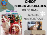 Chiots Berger Australien rouges LOF à vendre