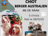 Chiots Berger Australien rouges LOF &agrave; vendre
