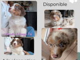 Chiots Berger Australien rouges LOF &agrave; vendre