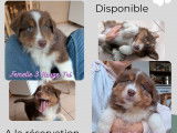 Chiots Berger Australien rouges LOF &agrave; vendre