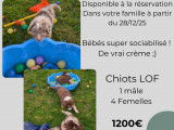 Chiots Berger Australien rouges LOF &agrave; vendre