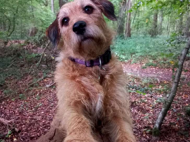 Recherche chien mâle pour saillie