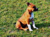 Mâle American Bully Staffy Bull Terrier disponible pour saillie