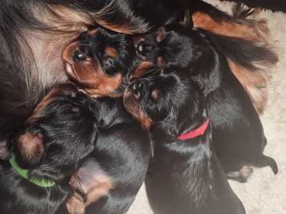 Chiots Cavaliers King Charles LOF à vendre