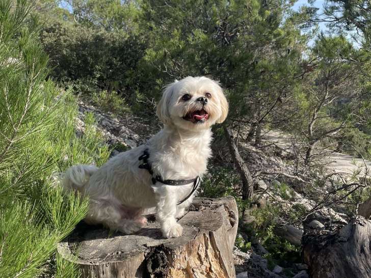 male cherchant une femelle pour une saillie