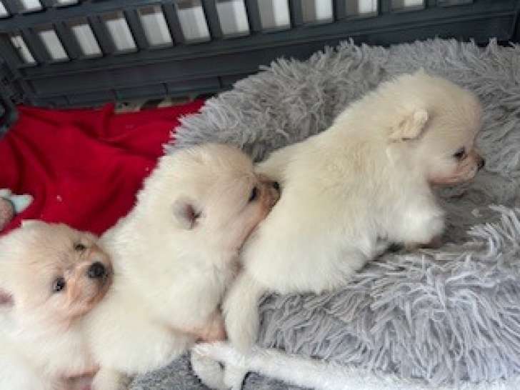 Adorables chiots Spit Nain non LOF à vendre