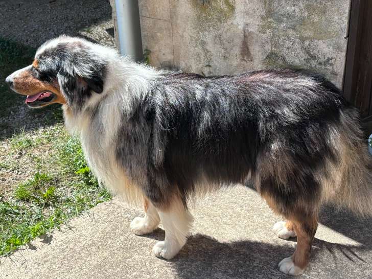 Mâle Berger Australien disponible pour saillie