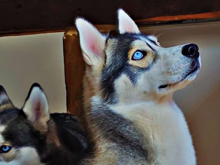 Mâle Husky disponible pour saillie