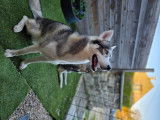 Mâle Husky disponible pour saillie