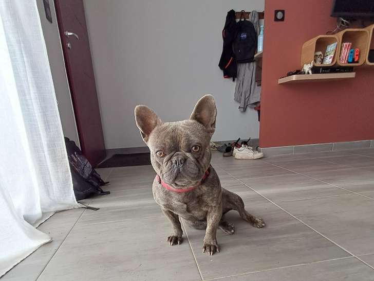 Adorable Bouledogue Français bleu à vendre