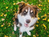 Femelle  Border Collie disponible pour saillie