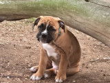 Chiots Bulldog Continental à vendre