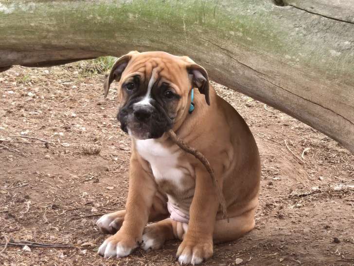 Chiots Bulldog Continental à vendre