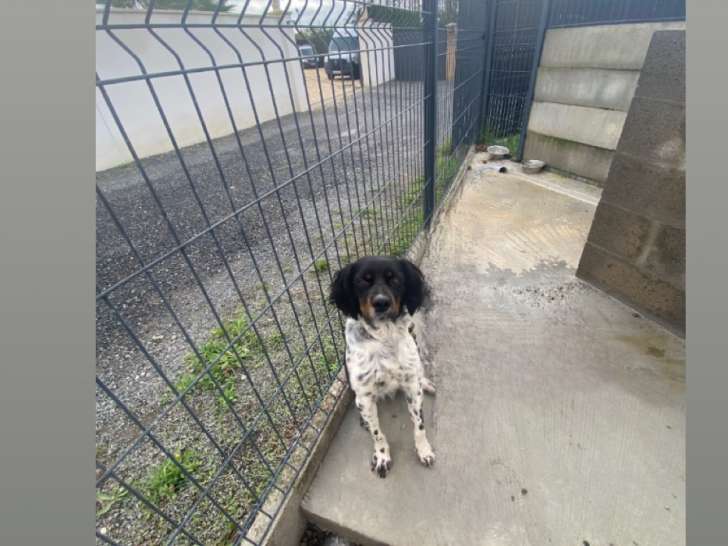 Mâle Épagneul Breton pour saillie