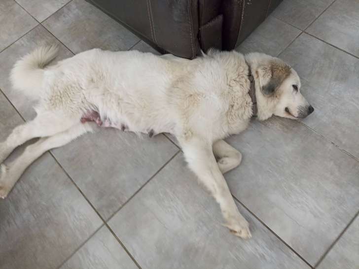 Femelle Patou de 7 ans à donner