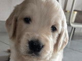 Chiots de race Golden Retriever à vendre (4 mâles)