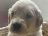 Chiots de race Golden Retriever à vendre (4 mâles)