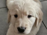 Chiots de race Golden Retriever à vendre (4 mâles)