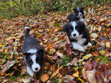 Magnifiques chiots Border Collie noir et blanc à vendre