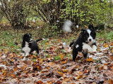 Magnifiques chiots Border collie mâles N&B