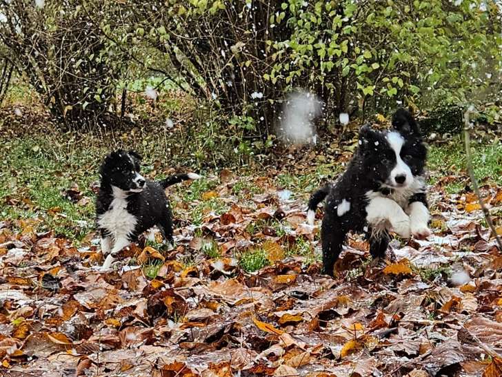 Magnifiques chiots Border collie mâles N&B