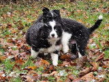 Magnifiques chiots Border collie mâles N&B