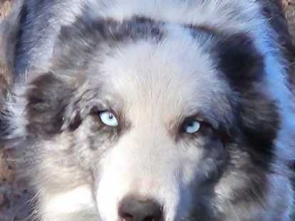 Superbe chienne bleue merle