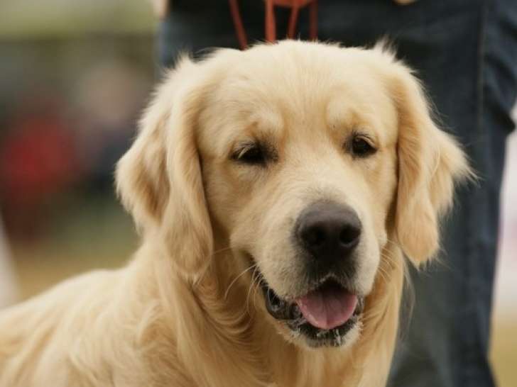 Mâle Golden Retriever disponible pour saillie