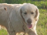 Mâle Golden Retriever disponible pour saillie