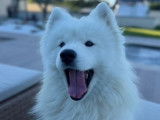 Mâle Samoyède de 2 ans disponible pour saillie