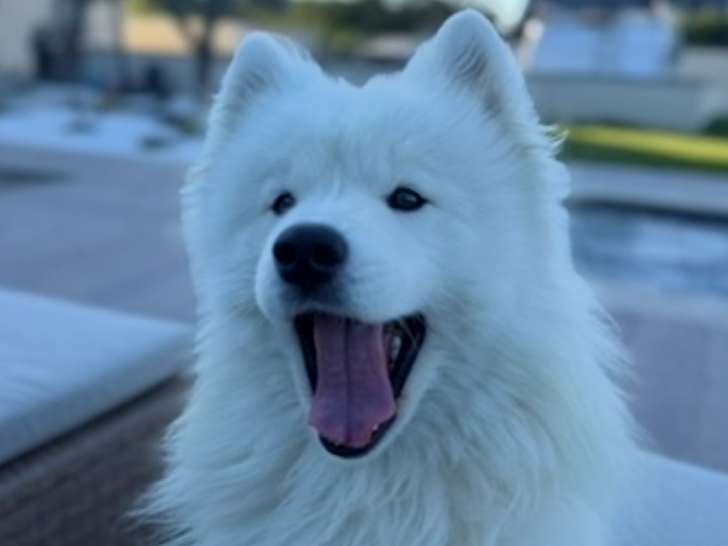 Mâle Samoyède de 2 ans disponible pour saillie