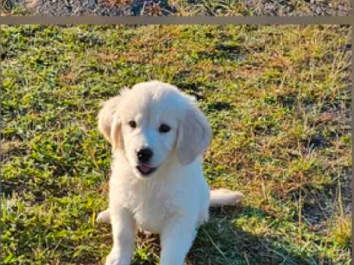 Chiots Golden Retriever sable à vendre