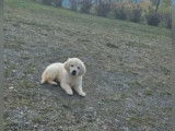 Chiots Golden Retriever sable à vendre