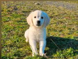 Chiots Golden Retriever sable à vendre