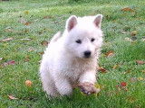8 chiots Bergers Blancs Suisse LOF à réserver