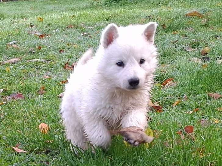 8 chiots Bergers Blancs Suisse LOF à réserver