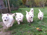 8 chiots Bergers Blancs Suisse LOF à réserver