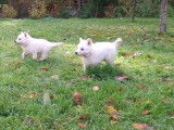8 chiots Bergers Blancs Suisse LOF à réserver