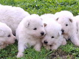 8 chiots Bergers Blancs Suisse LOF à réserver