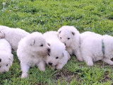 8 chiots Bergers Blancs Suisse LOF à réserver