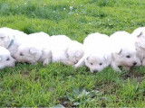 8 chiots Bergers Blancs Suisse LOF à réserver