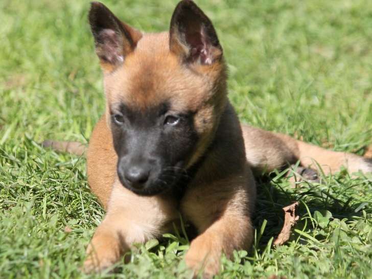 4 chiots femelles Bergers Belges Malinois LOF à réserver