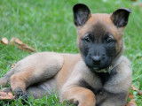4 chiots femelles Bergers Belges Malinois LOF à réserver