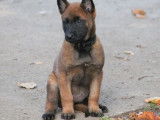 4 chiots femelles Bergers Belges Malinois LOF à réserver