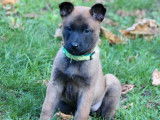 4 chiots femelles Bergers Belges Malinois LOF à réserver