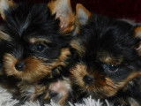 Réservation ouverte pour 4 chiots Yorkshire Terriers non-LOF