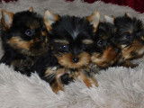 Réservation ouverte pour 4 chiots Yorkshire Terriers non-LOF