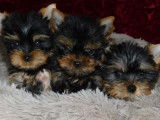 Réservation ouverte pour 4 chiots Yorkshire Terriers non-LOF